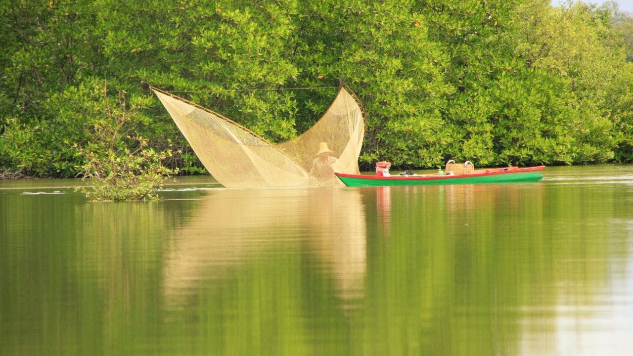 Exploring Ream National Park & Mangrove Forests